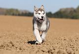ALASKAN MALAMUTE 197
